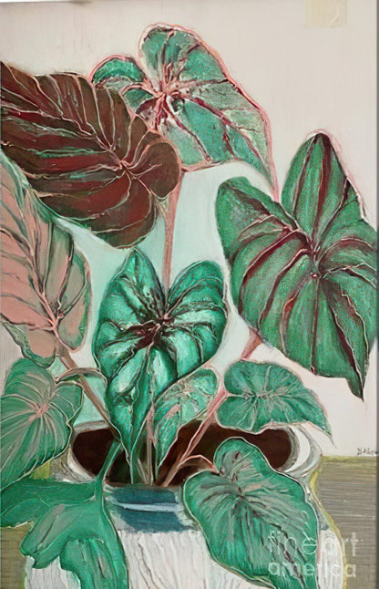 DUYGU KIVANC - Caladium Series